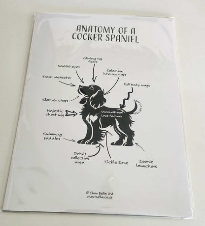 Tea towel with a humorous diagram of a Cocker Spaniel's anatomy on a white background.