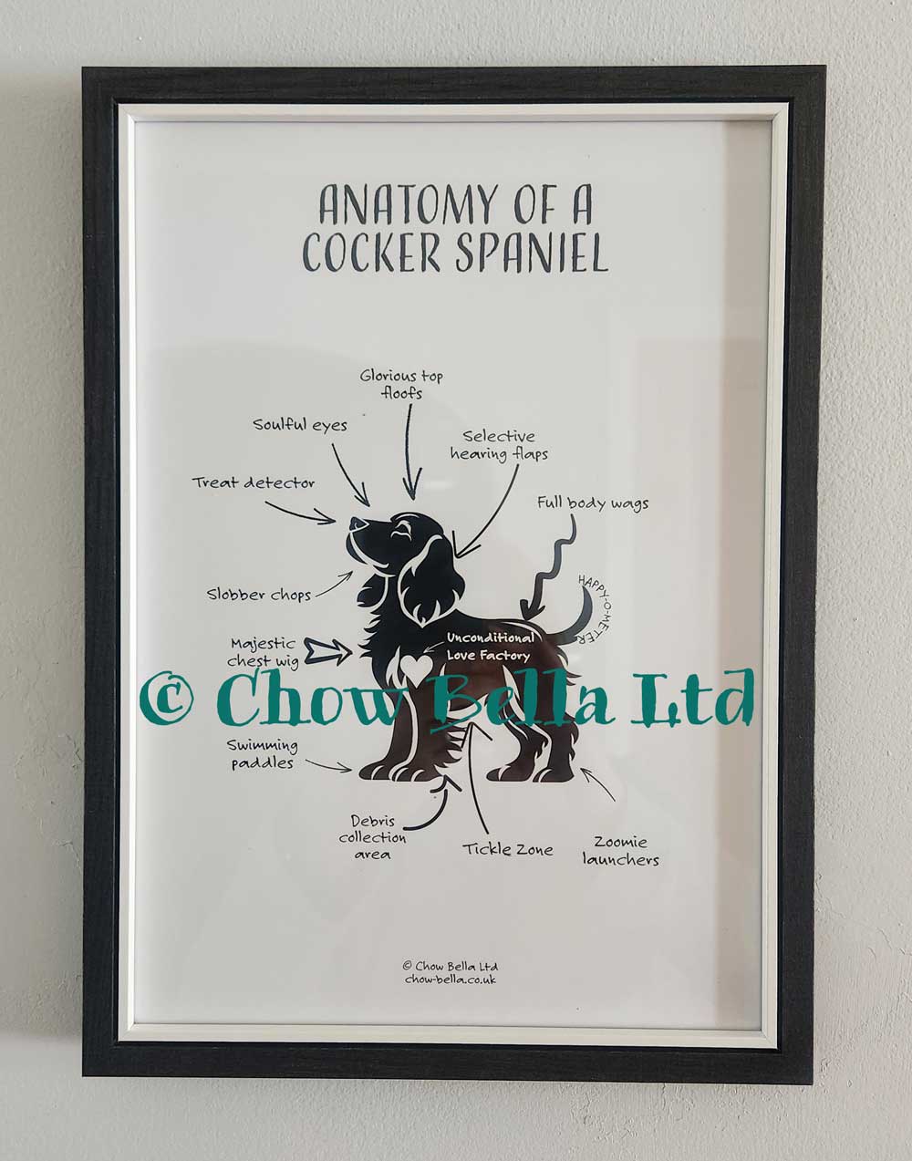 Framed diagram of a Cocker Spaniel's anatomy with text and branding on a white wall.