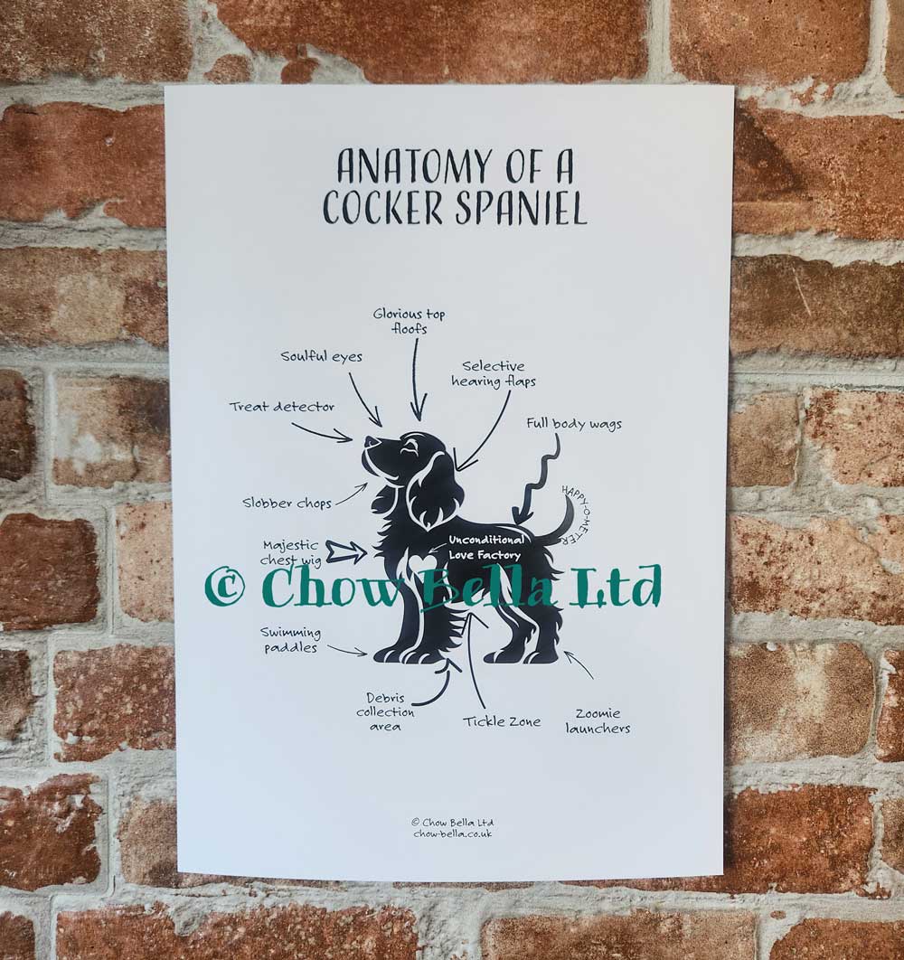 Poster of 'Anatomy of a Cocker Spaniel' on a brick wall background