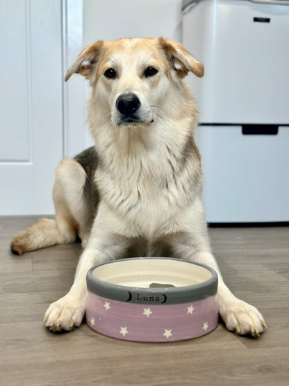 Dog sitting next to a pink dog bowl with star patterns on a wooden floor.