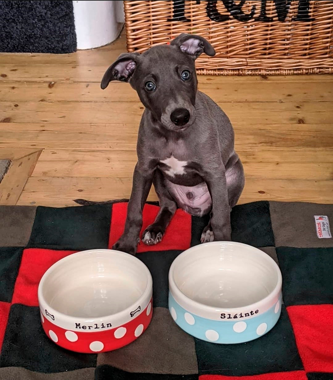 Dog sitting between two polka dot bowls on a checkered rug.