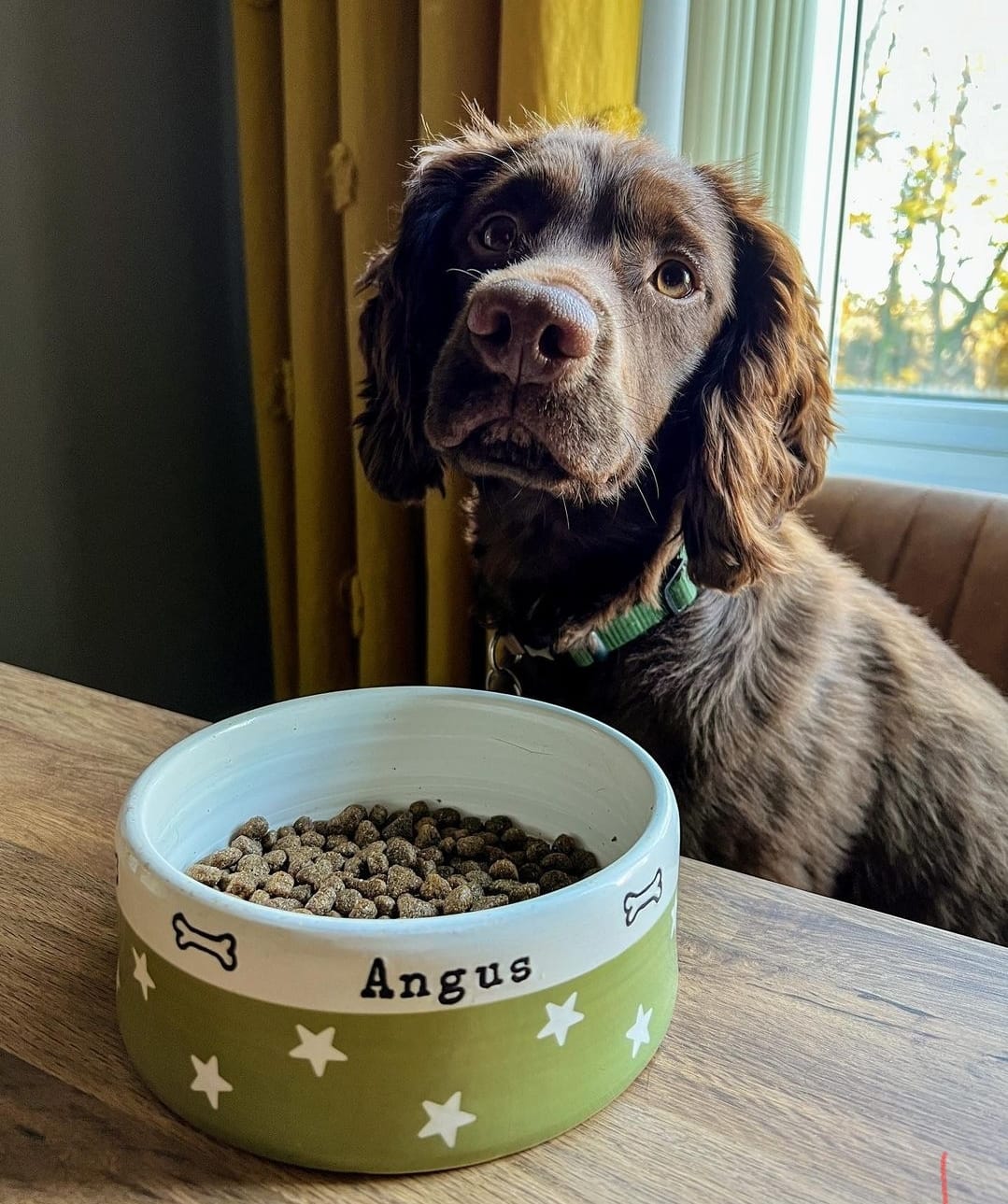 Dog sitting next to a green pet bowl with 'Angus' on it, filled with kibble.