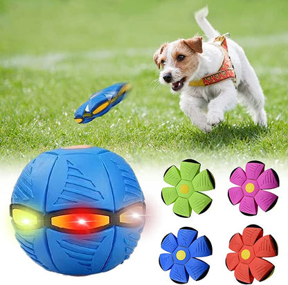 Dog playing with a blue ball and flower-shaped frisbees on grass