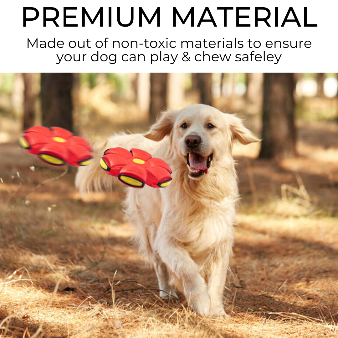 Dog running outdoors with red and yellow dog frisbees, surrounded by trees.