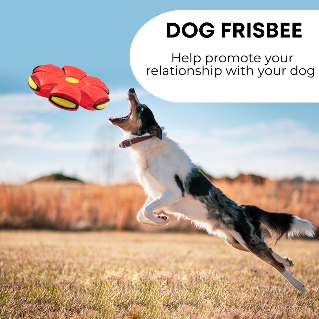 Dog playing with a red and yellow frisbee in an open field with text promoting relationship building with pets.