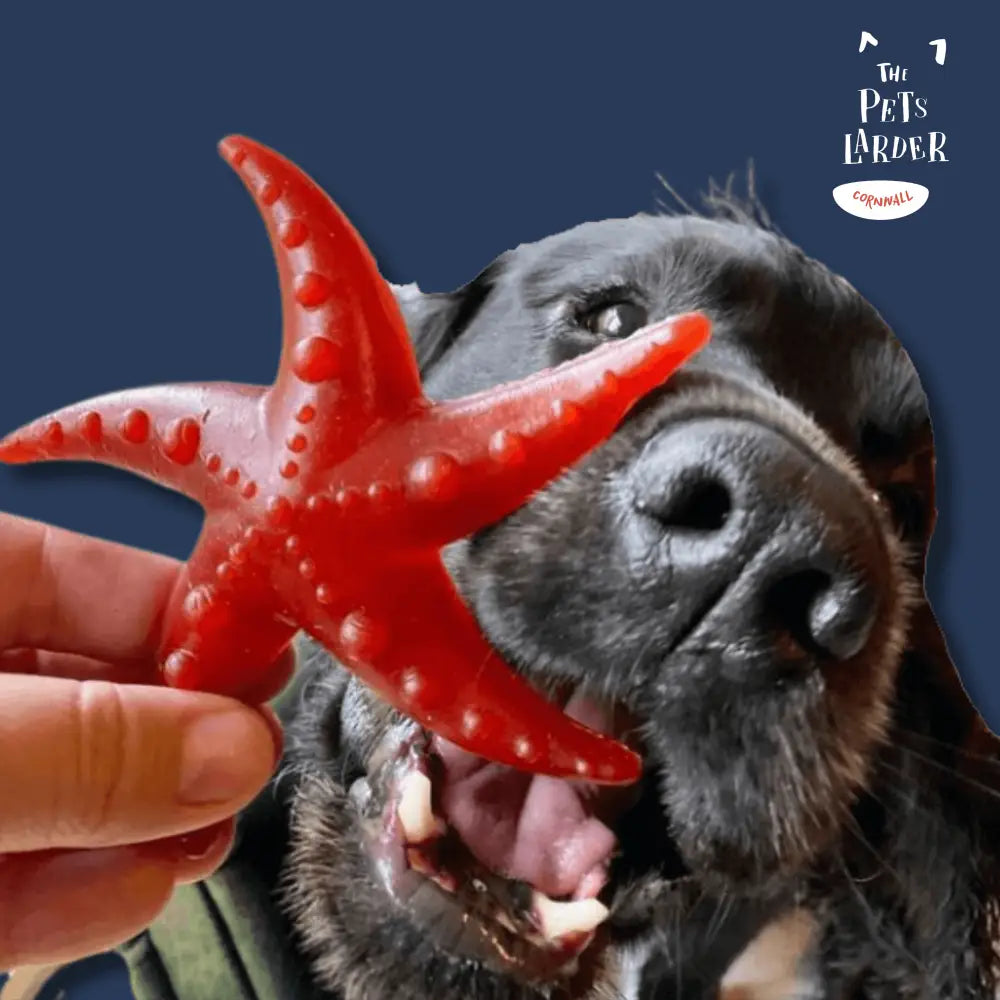 Dog playing with a red star-shaped chew toy against a blue background