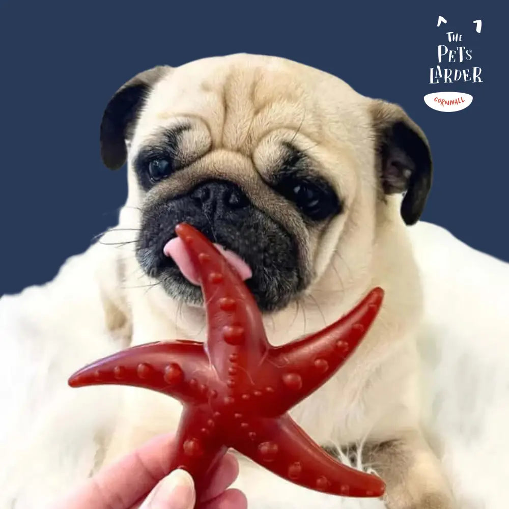 Pug holding a red star-shaped dog toy with 'The Pet's Larder' branding.