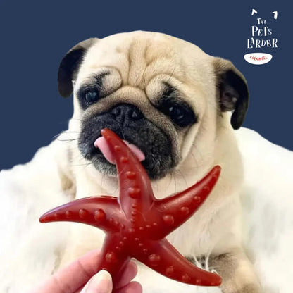 Pug holding a red star-shaped dog toy with 'The Pet's Larder' branding.