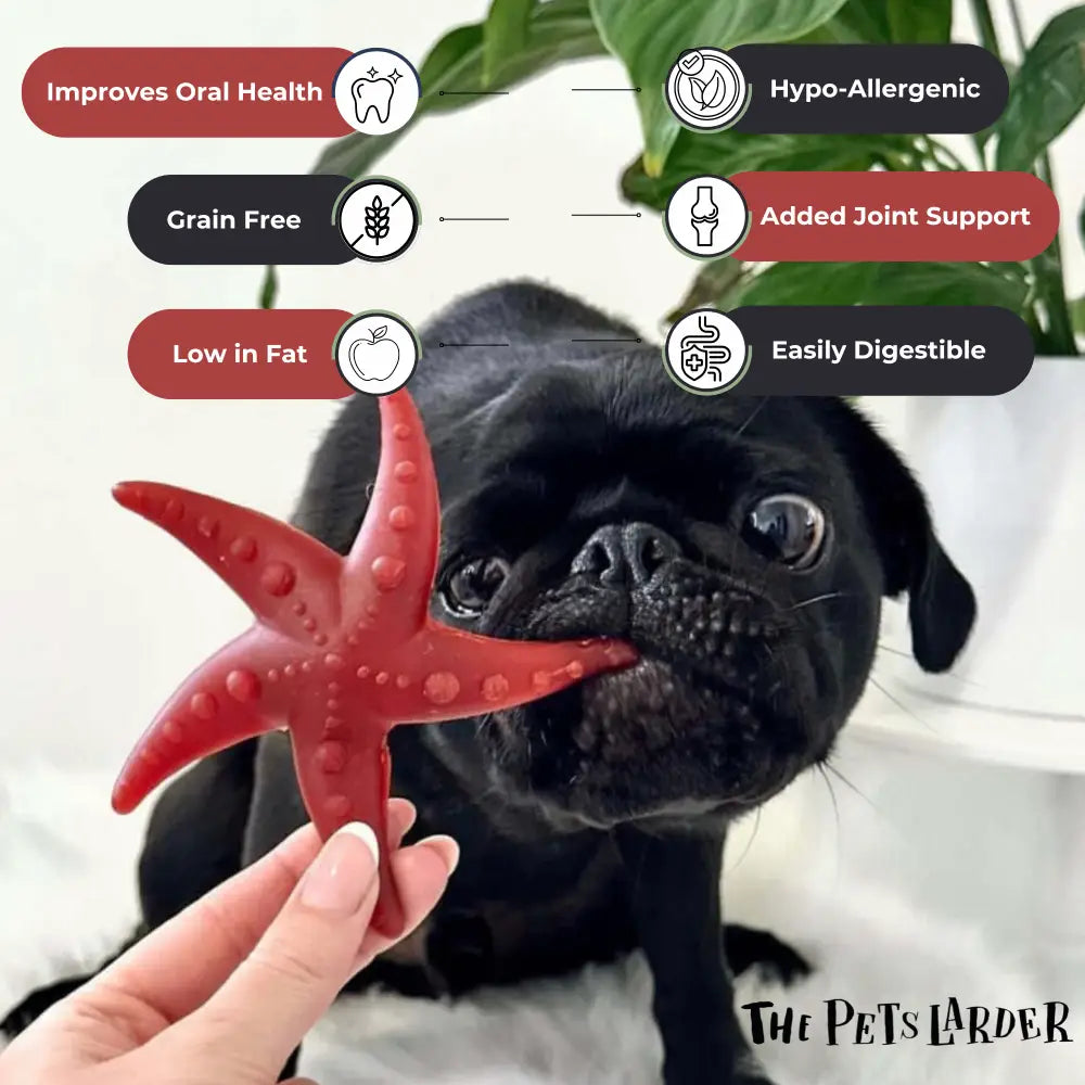 Black pug holding a red star-shaped dog toy with health benefits listed above.