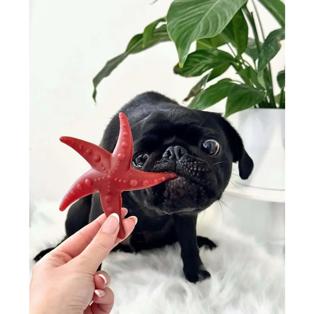 Black pug holding a red starfish toy with a person's hand in the foreground