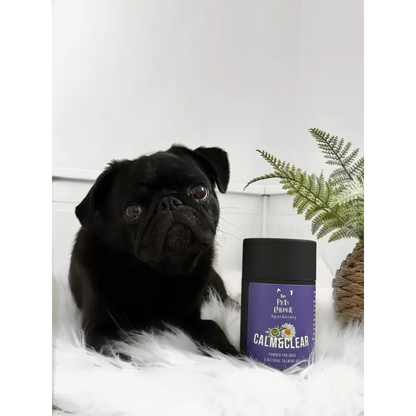 Black pug sitting next to a Calm & Clear product on a white surface with a plant in the background