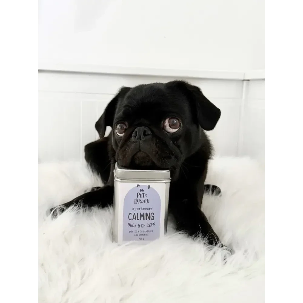 Black pug sitting behind a tin labeled 'Calming' on a white fluffy surface.