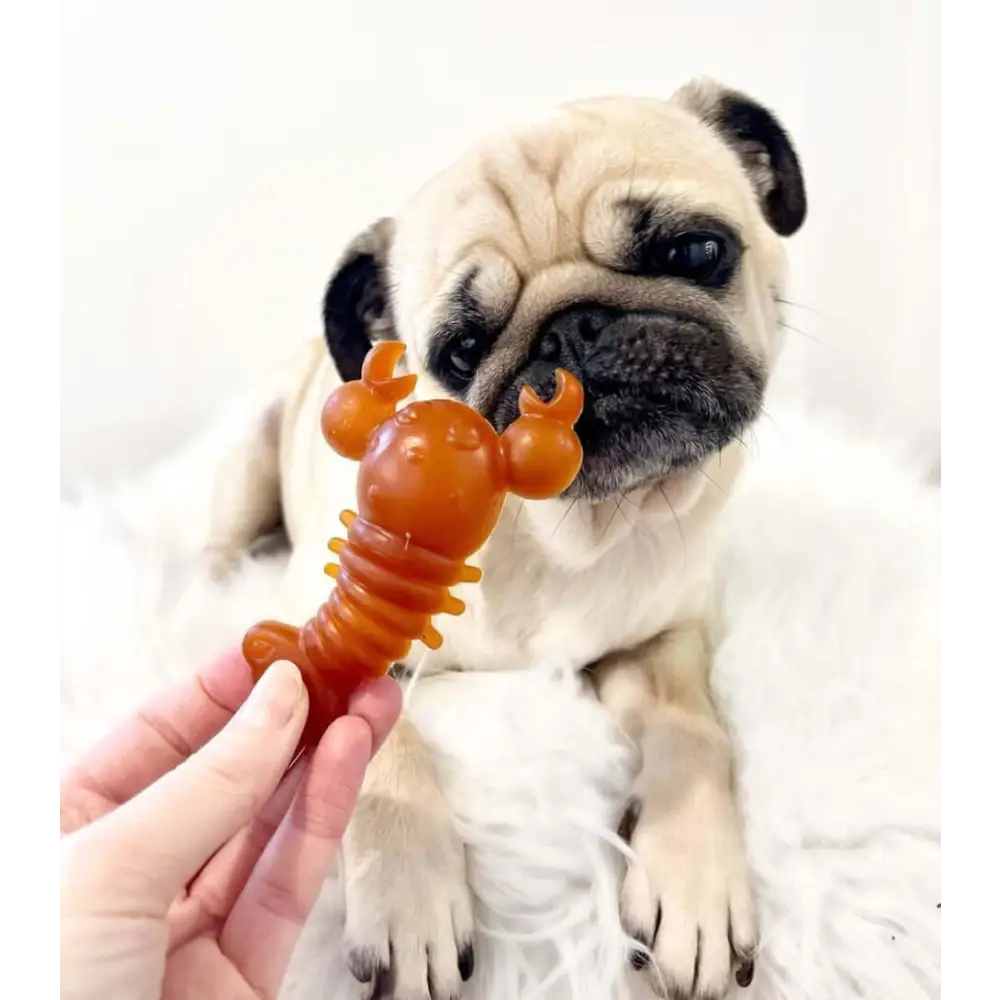Pug dog with a toy shaped like a lobster on a white background