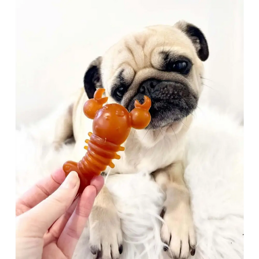 Pug dog with a toy shaped like a lobster on a white background