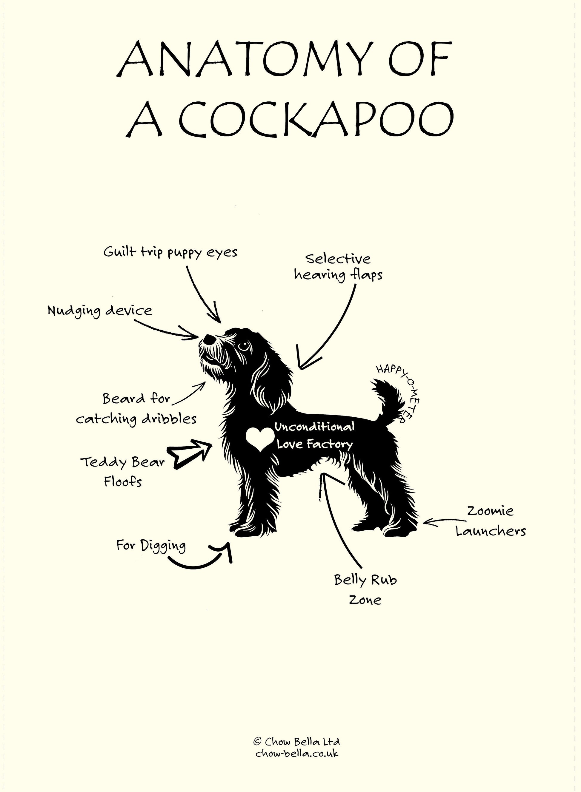 Diagram of a cockapoo with labeled features on a white background