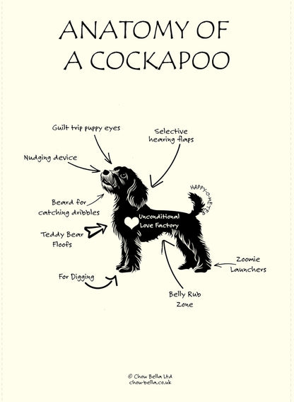 Diagram of a cockapoo with labeled features on a white background