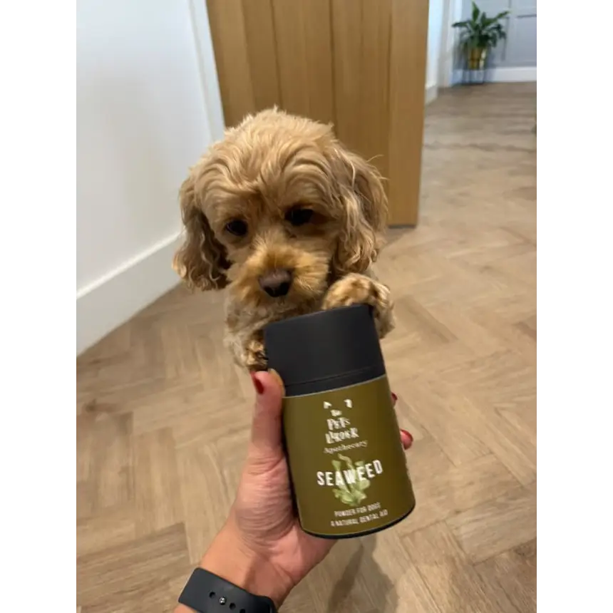 Small dog holding a green and black container with a person's hand visible