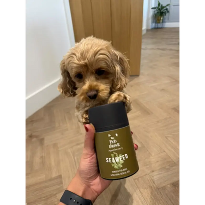Small dog holding a green and black container with a person's hand visible