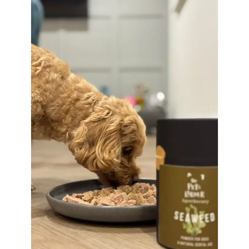 Dental Seaweed Powder for Dogs: Plaque Removal