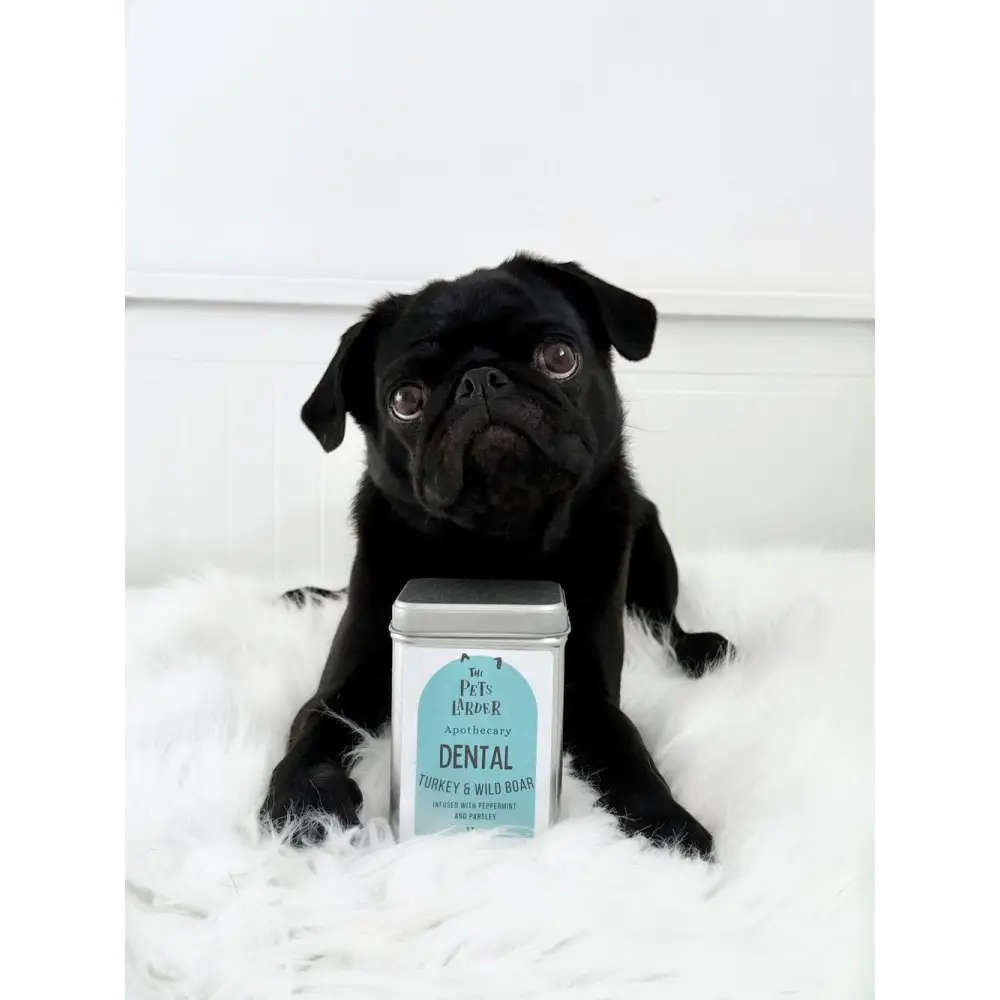 Black pug sitting next to a tin labeled 'Dental' on a white background