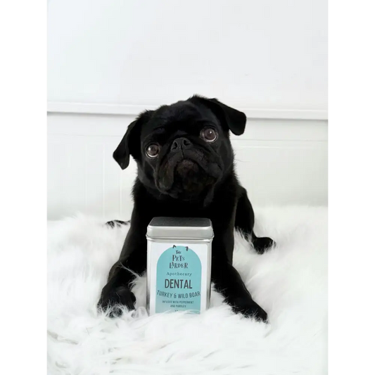 Black pug sitting next to a tin labeled 'Dental' on a white background