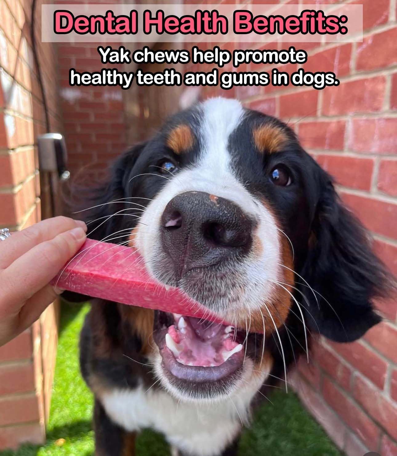Dog chewing on a pink treat with text about dental health benefits