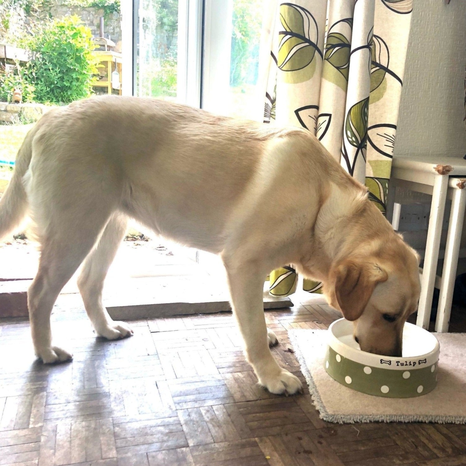Dog drinking from a bowl on a wooden floor with a window and curtain in the background