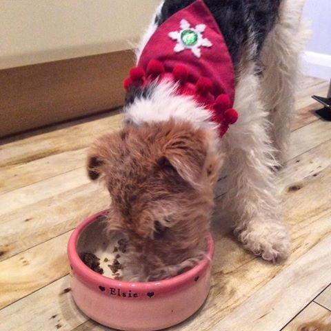 Dog wearing a festive hat eating from a pink bowl on a wooden floor.