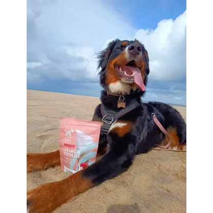 Dog lying on sand with a package of dog treats in front of it, against a blue sky.