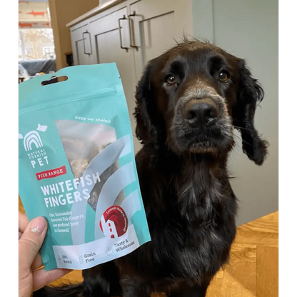 Dog looking at a package of 'Whitefish Fingers' pet food