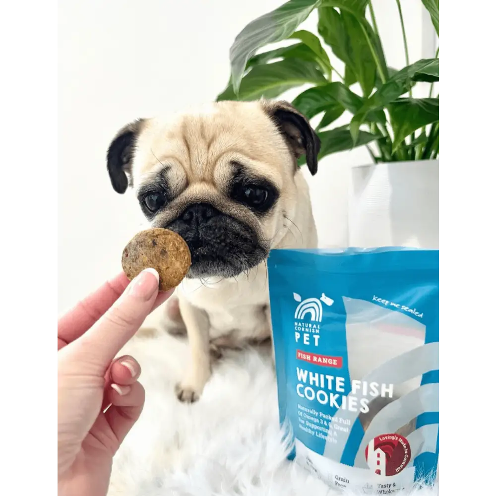 Pug dog eating a cookie with a package of White Fish Cookies in the background