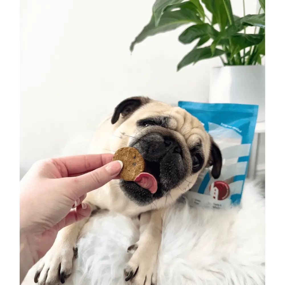 Pug dog being offered a treat with a package of treats in the background