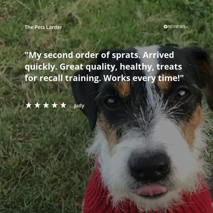 Dog wearing a red sweater with a review text overlay on a grass background