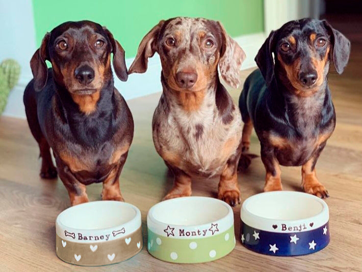 Three dachshunds standing behind three ceramic bowls with names on a wooden surface.