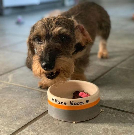 Small dog looking at a ceramic bowl with 'Wire Worm' written on it.