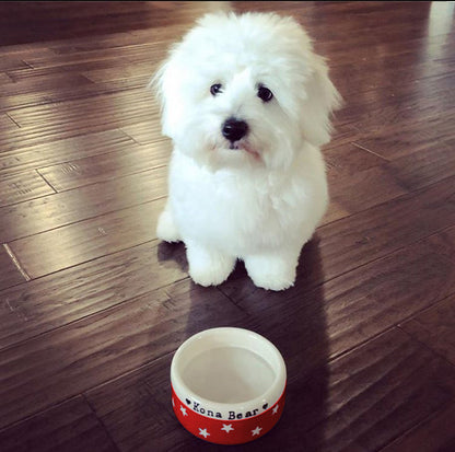 White dog sitting on a wooden floor next to a red and white bowl.