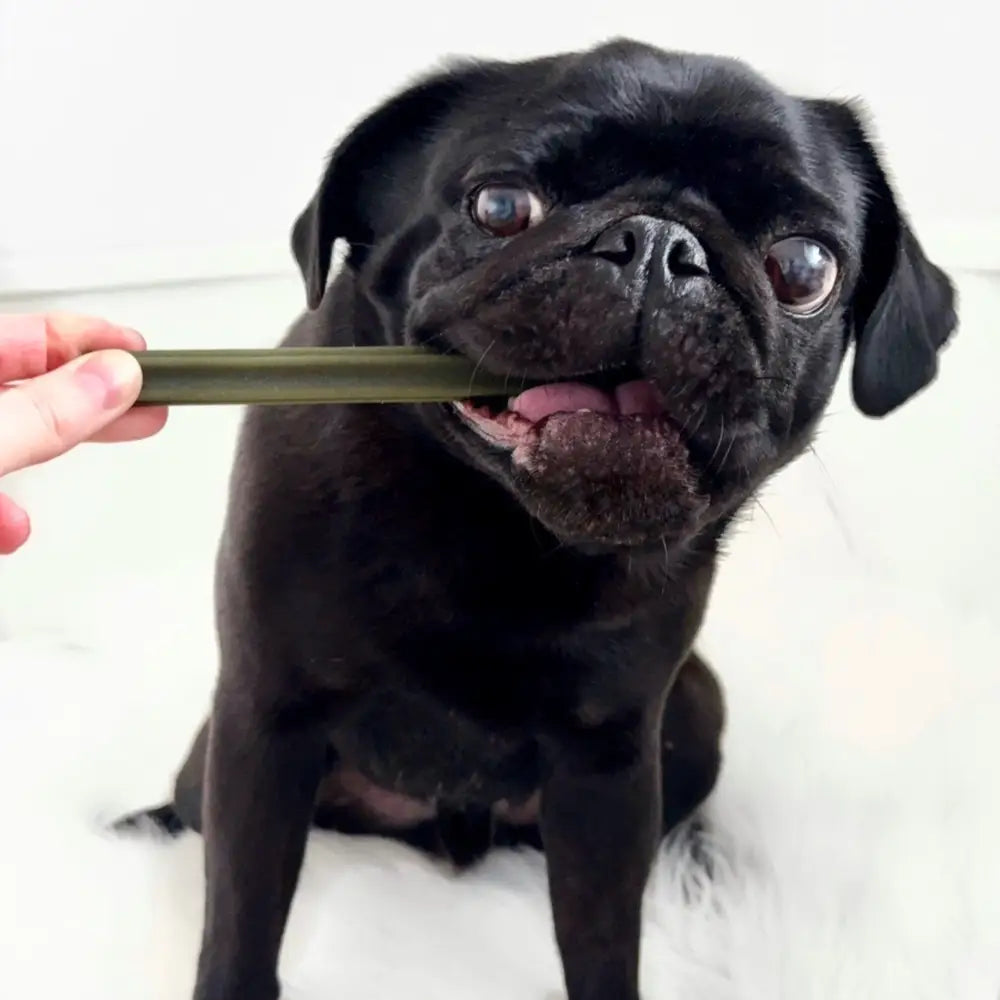 Black pug dog holding a green object in its mouth on a white background