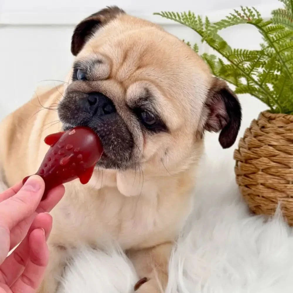 Pug dog playing with a red toy held by a hand, with a plant in the background