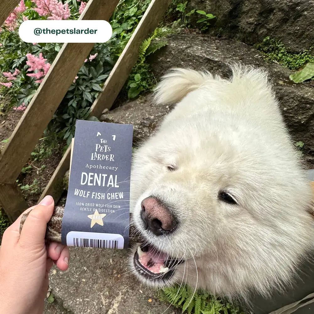 White dog with a 'The Pet's Larder' dental wolf fish chew packaging outdoors.