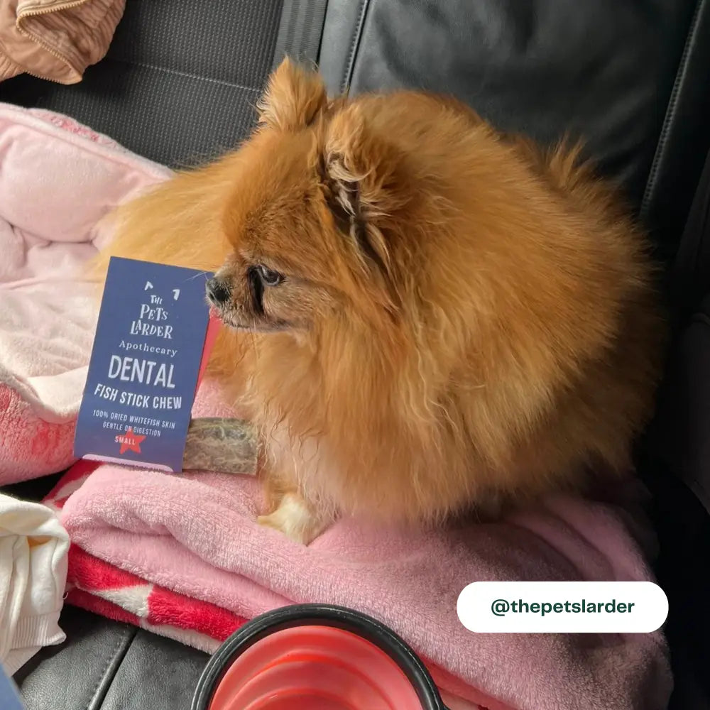 Small dog sitting in a car with a 'The Pet Larder' dental stick chew in its mouth.