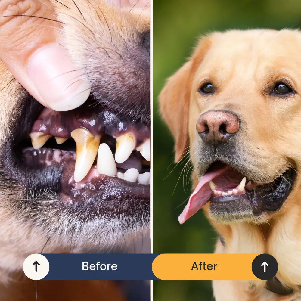 Before and after comparison of a dog's teeth with a healthy mouth.